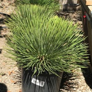 Meet your Posher, Mandy